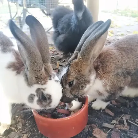 Гостевой дом Cap Bonheur Saint-Cierges