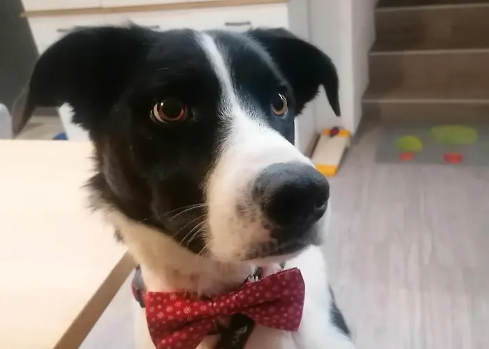 Cap Bonheur Affittacamere 3*