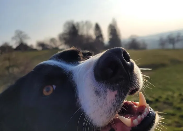 Affittacamere Cap Bonheur