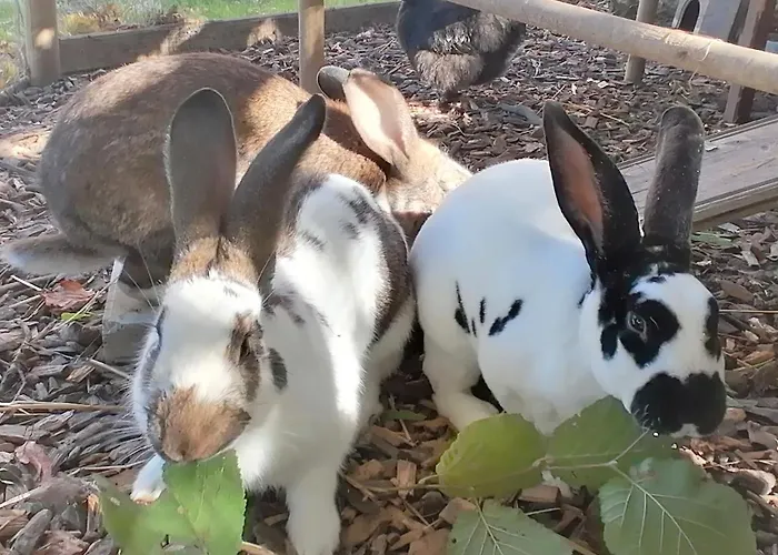 Гостевой дом Cap Bonheur Saint-Cierges