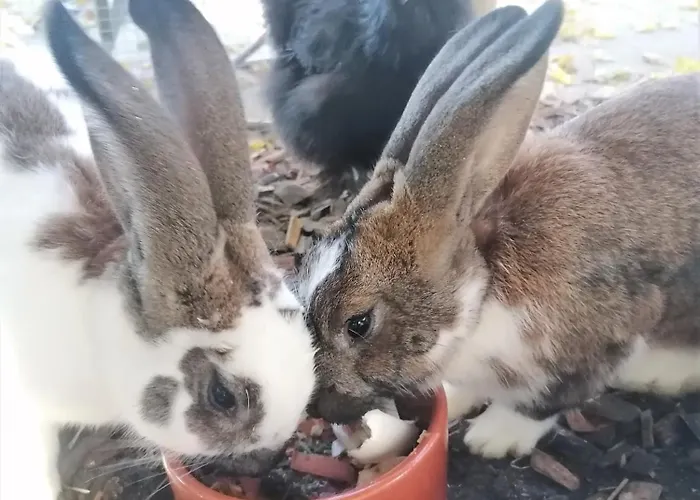 Pensionat Cap Bonheur Saint-Cierges